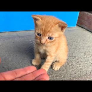 Abandoned kittens are waiting for help