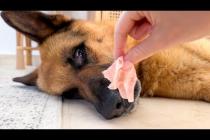 Trying to Wake My German Shepherd… With His Favorite Snack 😅🐶