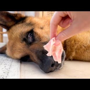 Trying to Wake My German Shepherd… With His Favorite Snack 😅🐶