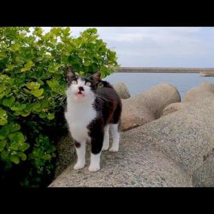 台風が去ったので漁港に行ってみたら防波堤の茂みの中から隠れていた野良猫がモフられに出てきた