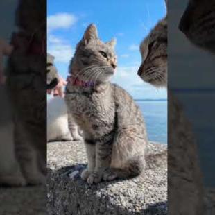 猫島の防波堤の猫たちは撫でられるのが好き