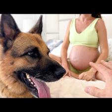 Funny Dog Protecting Pregnant Women