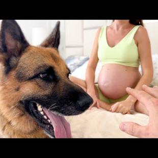 Funny Dog Protecting Pregnant Women