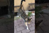 😺Cat says this is my territory 😍#shorts #cat #catvideos #animals #cute