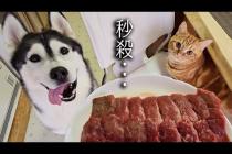 大好物なお肉を食べた子猫と犬達の反応がこちらです...