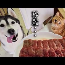 大好物なお肉を食べた子猫と犬達の反応がこちらです...