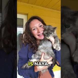 Все мои мейн-куны