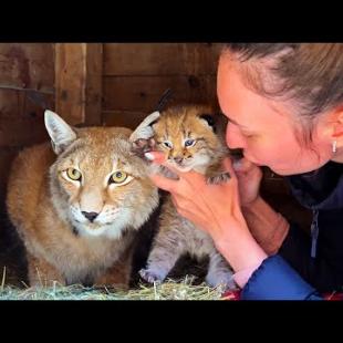 Зубастый КОТЕНОК ПОКУСАЛ РЫСЬ / Рысенок не узнал вторую маму