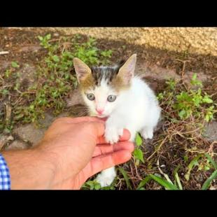 My cute little homeless friend the kitten won't let me go home