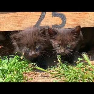 We play very fun games with homeless, cute black kittens in the park