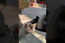 Beautiful furry kittens I came across on the street #shorts #catshorts #kitten #cats #cat #cute