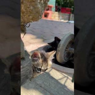 Beautiful furry kittens I came across on the street #shorts #catshorts #kitten #cats #cat #cute