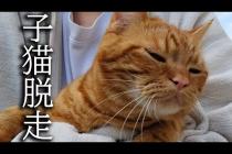 油断したら子猫が猛ダッシュで外に脱走...
