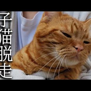 油断したら子猫が猛ダッシュで外に脱走...