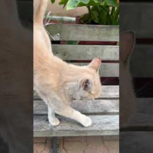 He's meowing and telling his story! I'm literally chatting with this cat 😂 #cat #shorts #viralvideo