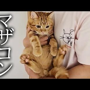 犬を預けたら寂しくて家中泣いて探し回る子猫と母猫がこちら...