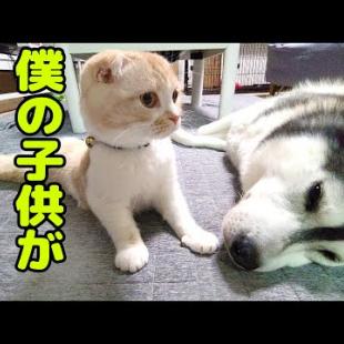 子猫のニャーと言う異変に気づき秒で駆けつけたハスキー犬達だったが...