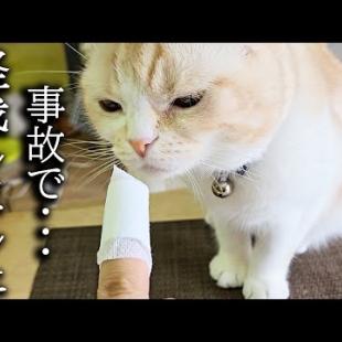 事故でケガさせちゃった猫が犬と驚きの行動に...