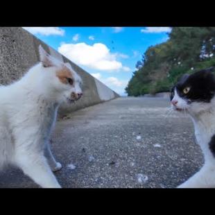 海沿いの道にいた野良猫を撫でると後から別の猫もやって来た。そして何故か大喧嘩に