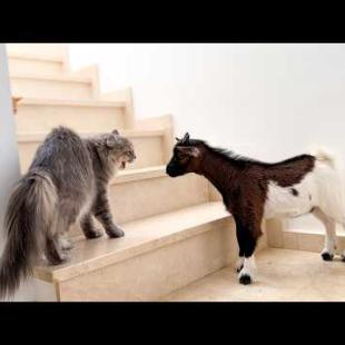 Funny Cats Meet Baby Goat for the First Time!