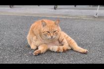 感動猫動画 のライブ配信