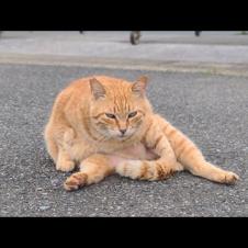 感動猫動画 のライブ配信