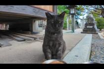 神社で出会った黒猫ちゃんにちゅーるをあげてみた🐾✨