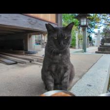 神社で出会った黒猫ちゃんにちゅーるをあげてみた🐾✨