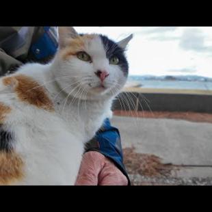 海辺の公園にいた三毛猫ちゃん、石段に座ると膝の上に乗ってきた