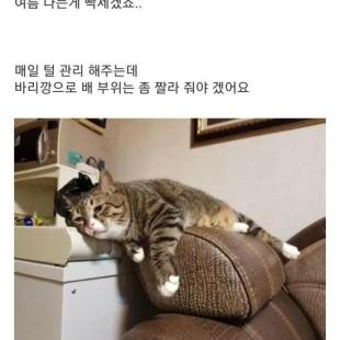 폭염에 더위먹은 고양이