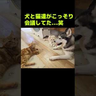 犬と猫達がこっそり会議してた...笑#shorts