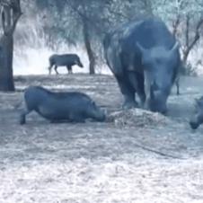 코뿔소의 위력