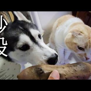 こっそり焼き芋を握りしめて帰宅したら犬と猫がこうなっちゃいました...