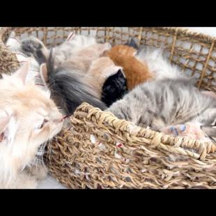 Dad Cat Refuses to Leave Mom Cat with Babies