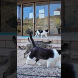  #ImpressedCatVideo #catisland #猫島