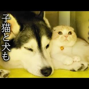 人をダメにするこたつを出したら子猫とハスキー犬達が嬉しすぎてこうなった...