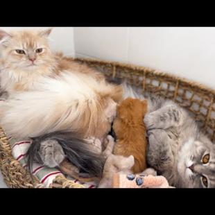 Dad Cat Helps Mom Cat Take Care of Baby Kittens