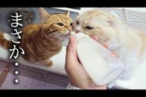 暑さで犬と子猫がたちが元気がないのでミルクをあげてみたら...