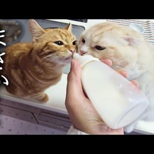 暑さで犬と子猫がたちが元気がないのでミルクをあげてみたら...