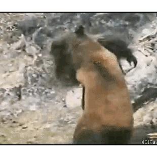 Gorilla vs bear