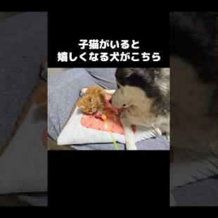 子猫がいると嬉しくてしかたない犬がこちら...
