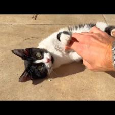 Kitten living on the street needs affection and attention