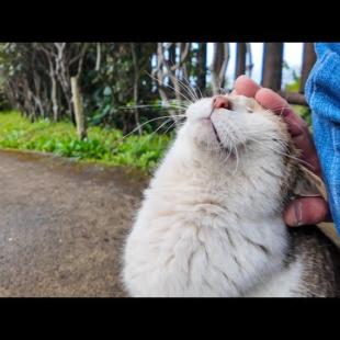 橋を通る人を見つけるととりあえず橋の下から出てきてナデナデを要求する猫