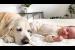 Golden Retriever and Newborn Baby Fall Asleep Together for the First Time
