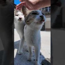 猫島の路地裏で会った猫たちは顔を見るととりあえず寄ってくる