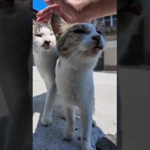 猫島の路地裏で会った猫たちは顔を見るととりあえず寄ってくる