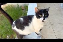 Pregnant cat and new mother cat meow at me for food