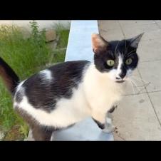 Pregnant cat and new mother cat meow at me for food