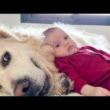 Golden Retriever Becomes the Softest Pillow for Newborn Baby