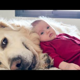Golden Retriever Becomes the Softest Pillow for Newborn Baby